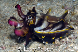 Flamboyant Cuttlefish, Puerto Galera night dive, D300, 10... by Larry Polster 